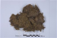 藏品(扁萼蘚屬)的圖片